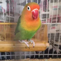 کوتوله معاوضه با عروس هلندی