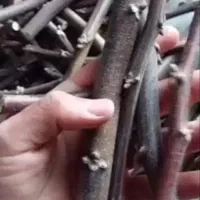 پیوندک خواب گردو ارقام،چندلر، فرنور ،ژنوتیپ
