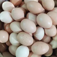 تخم مرغ اُرگانیک  دونه ای 10تومن