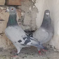 کبوتر نرماده سبز آلمانی مسافتی نرپرینت دار مسابقات
