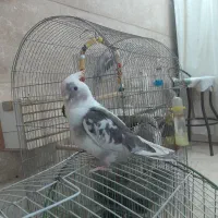 عروس هلندی مولد|پرنده|چهارباغ, |دیوار