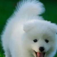 دوستان یه سگ پیدا کردم طرف کوچه ۱۶ دکتر حسابی