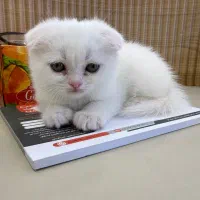 حیوانات خانگی گربه|گربه|گرگان, |دیوار