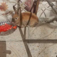 سلام یه خرگوش ماده   خوب وسالم