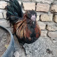خروس تزئینی جوان
