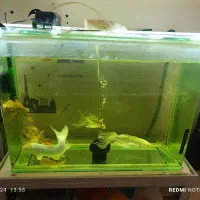 فرصت استثنایی.آکواریوم کامل با تمام تجهیزات