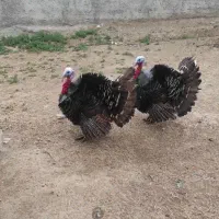 بوغلمون نر دوتا