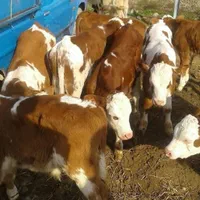 قرمزشرابی سیاه قهوهای گوساله فروشی به تعداددلخواه|حیوانات مزرعه|اصفهان, آبشار|دیوار