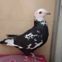 کبوتر شهرستانی طوقی وسرورو....