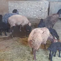 گوسفند
