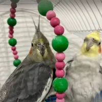 عروس هلندی سخنگو|پرنده|سمیرم, |دیوار