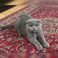 واگذاری گربه اسکاتیش فولد بلو نر قیمت مناسب فوری