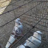 کفترنرسرخ پلنگ عروسک ماده کاغذی|پرنده|زاغه, |دیوار