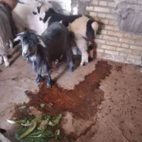 تیربزچاق روغنی فقط ۵۵۰تومان