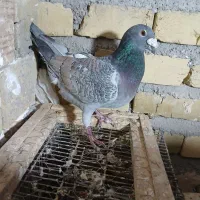 کفترای رنگی پرنده|پرنده|قزوین, |دیوار