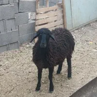 میش بره گوسفند بز بزغاله|حیوانات مزرعه|اصفهان, خانه اصفهان|دیوار