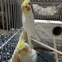 جفت عروس هلندی لتینو مولد باقفس لوازم 1500