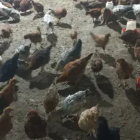 جوجه مرغ محلی|حیوانات مزرعه|شیراز, کرونی(خاتونک)|دیوار