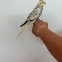 جوجه عروس هلندی