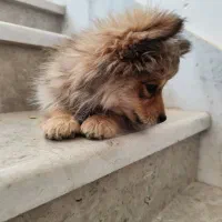 سگ پامر روباهی عروسکی|سگ|اصفهان, شهرک میلاد|دیوار