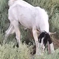 نر بز|حیوانات مزرعه|بندر گناوه, |دیوار