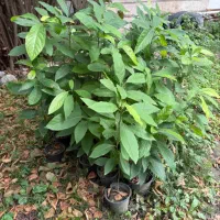 فروش نهال آووکادو|گل و گیاه طبیعی|نوشهر, |دیوار