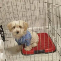 توله سگ نژاد شیتزوپودل نر