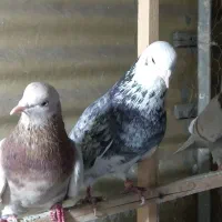 کفتر|پرنده|شهر ری, دولت‌آباد|دیوار