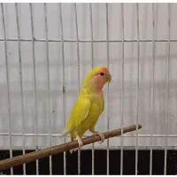 طوطی کوتوله برزیلی