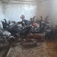 لاری|حیوانات مزرعه|تاکستان, |دیوار