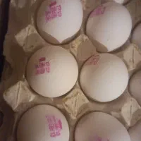 پخش عمده و جزئی تخم مرغ تاریخ به روز|خوردنی و آشامیدنی|تهران, گمرک|دیوار