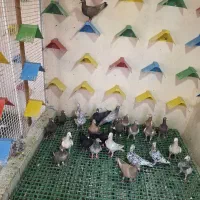 کبوتر سرور