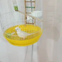 طوطی عروس ، نر