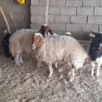 میش