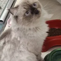 گربه هیمالین ۱ساله|گربه|تهران, افسریه شمالی|دیوار