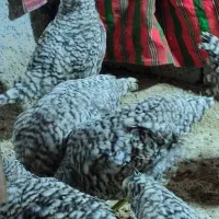 امروک امریکایی اصیل خروس جوجه گلپایگان ۷۰ روزه