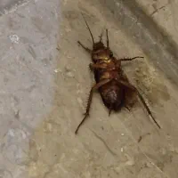 ..سمپاشی سوسک ساس بدون شستشو سم پاشی ..