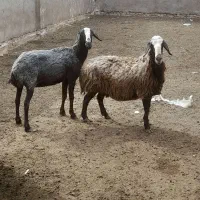 ۲راس میش شالی آبستن سالم و سرحال جفتی ۵۸