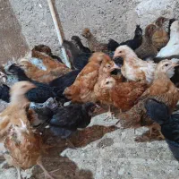 جوجه