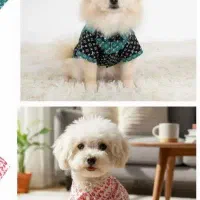 سگ پیدا شده