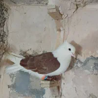 پشت سرخ کاکلی نر