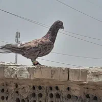 ۳عددپرنده دورگ ودمسفید