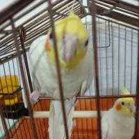 عروس هلندی