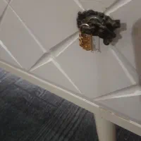 یه لنگه گوشواره مال مادرم گمشده|اشیا|دوگنبدان, |دیوار