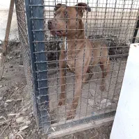 پیت بول نگهبان