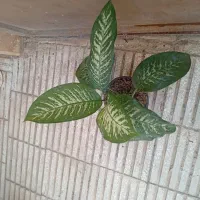 دیفن|گل و گیاه طبیعی|سبزوار, شرق کال شمالی|دیوار
