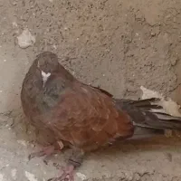 کبوترکله ای وجفتش زردیدست