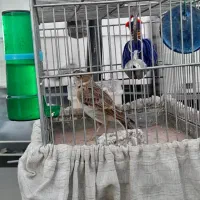 سره خاکی|پرنده|ری, شهرک نظامی|دیوار