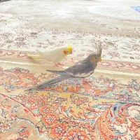 عروس هلندی