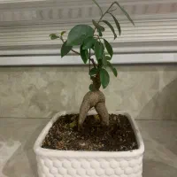 گل بنسای جنسینگ همراه با گلدان